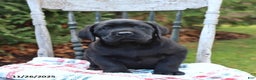 Labrador Retriever dogs for sale: Rita - Ad 3