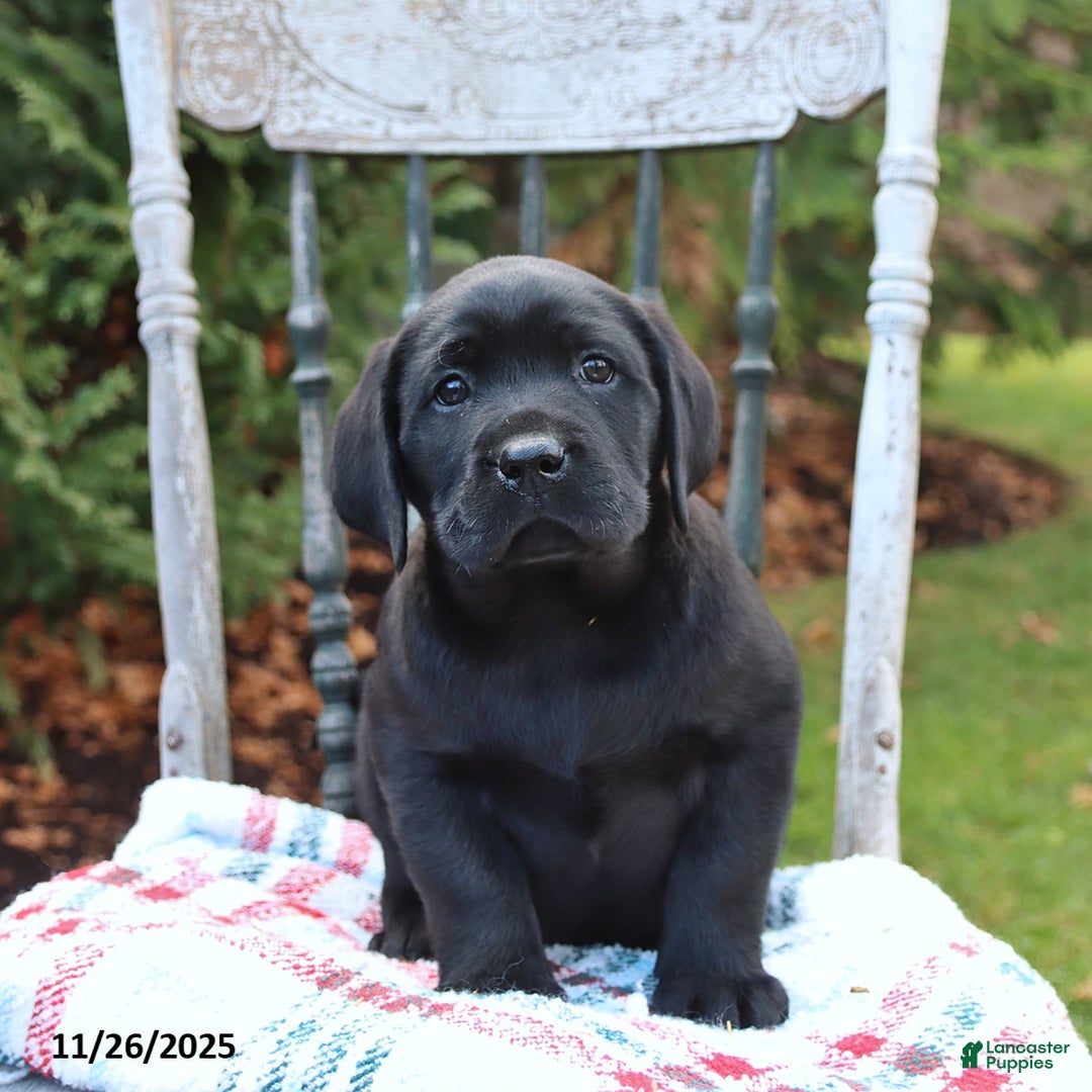 Labrador Retriever dogs for sale: Rita - Ad 3