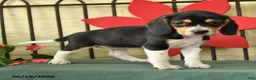 Beagle dogs for sale: Sparky - Ad 3