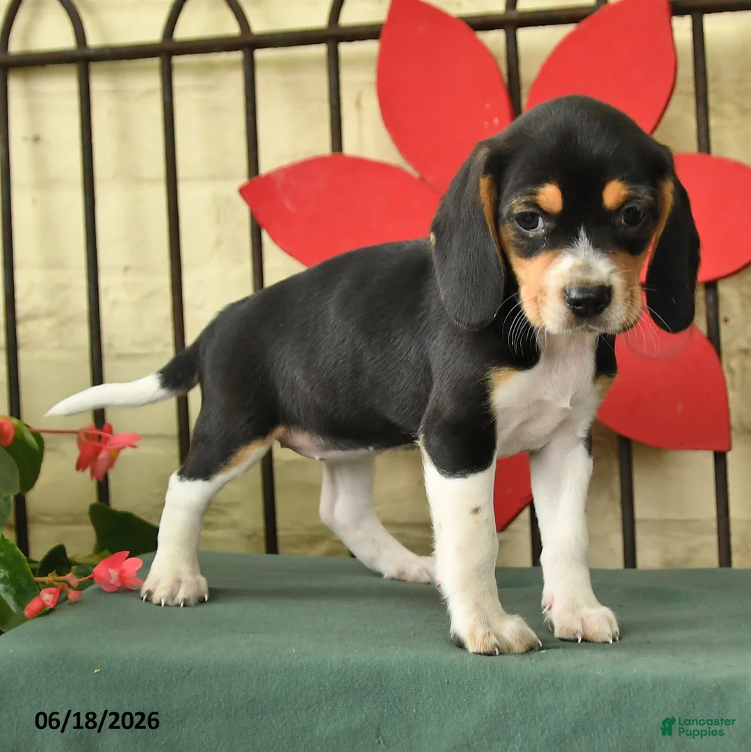 Beagle dogs for sale: Sparky - Ad 3
