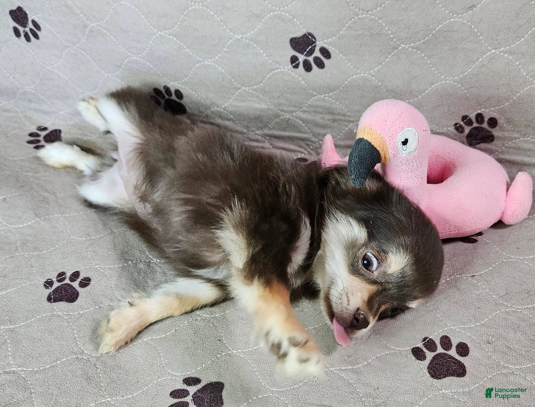 Chihuahua dogs for sale: Bella   2  AKC Long Coat Female Chihuahuas   - Ad 6