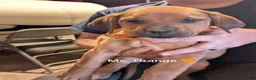 Mixed Breed dogs for sale: Ms. Orange - Ad 3