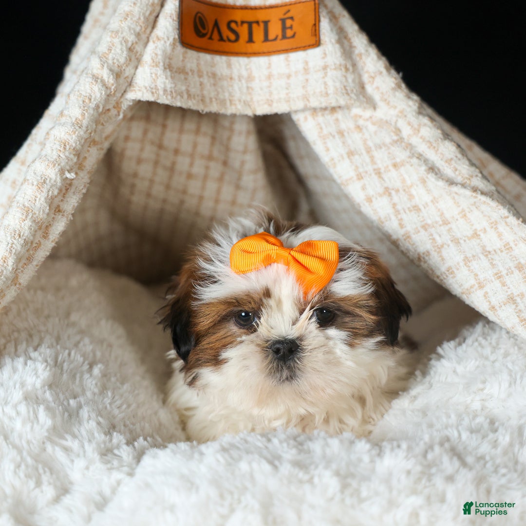 Shih Tzu dogs for sale: RANDY - Ad 5