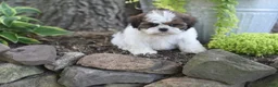 Shih Tzu dogs for sale: Biscuit - Ad 7