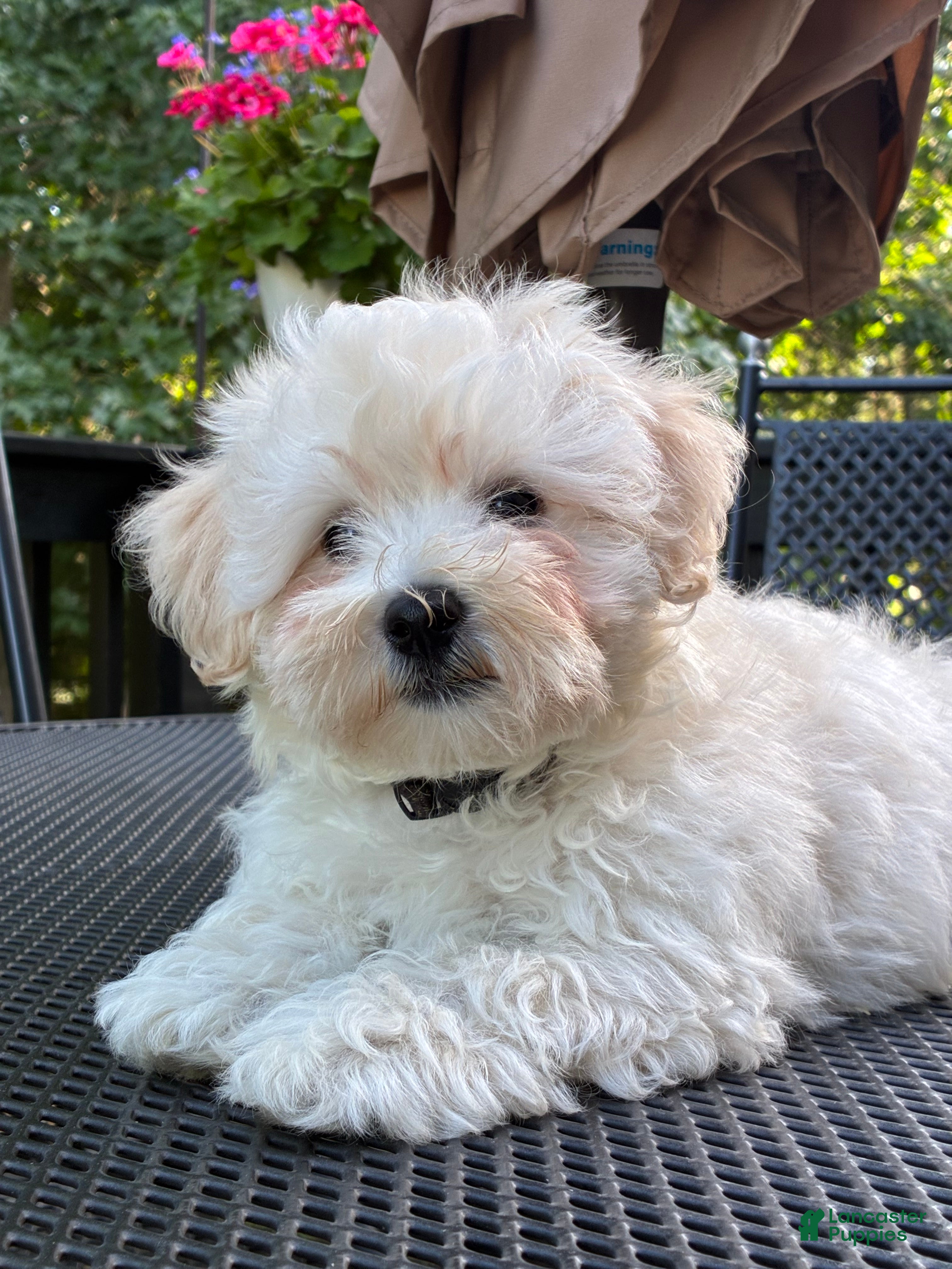 Maltipoo dogs Maltipoo Puppy 1 - Ad 1