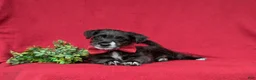Jackapoo dogs for sale: Shawn - Ad 6