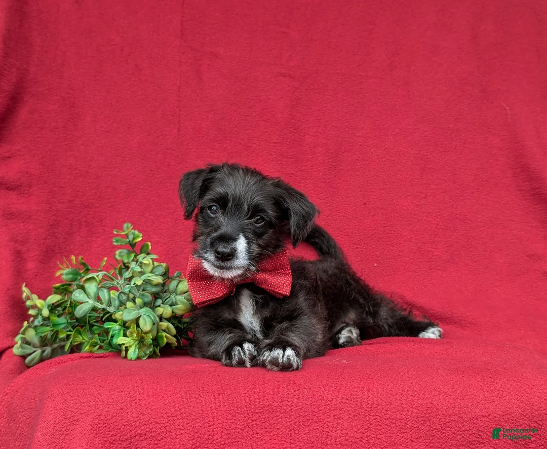 Jackapoo dogs for sale: Shawn - Ad 6