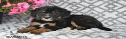 Mini Bernedoodle dogs for sale: Tara - Ad 7