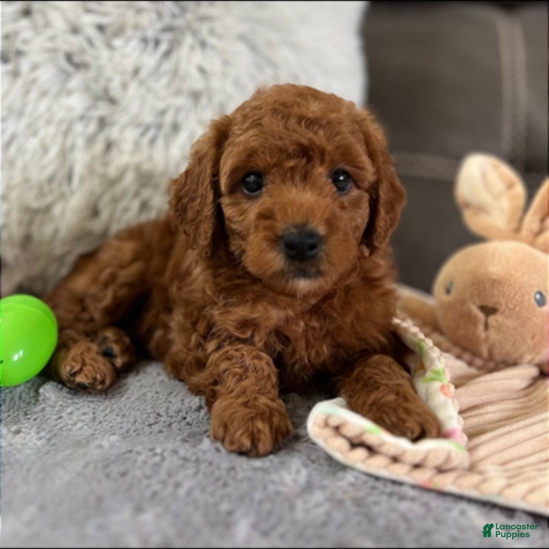 Mini Goldendoodle dogs Bentley (Micro Mini Boy) - Ad 2