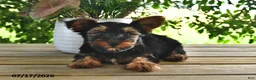 Yorkshire Terrier dogs for sale: Bandit - Ad 3