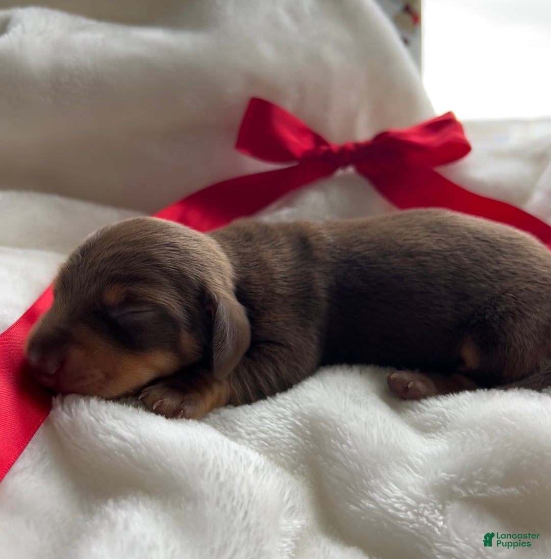 Miniature Dachshund dogs for sale: Oscar - Ad 2