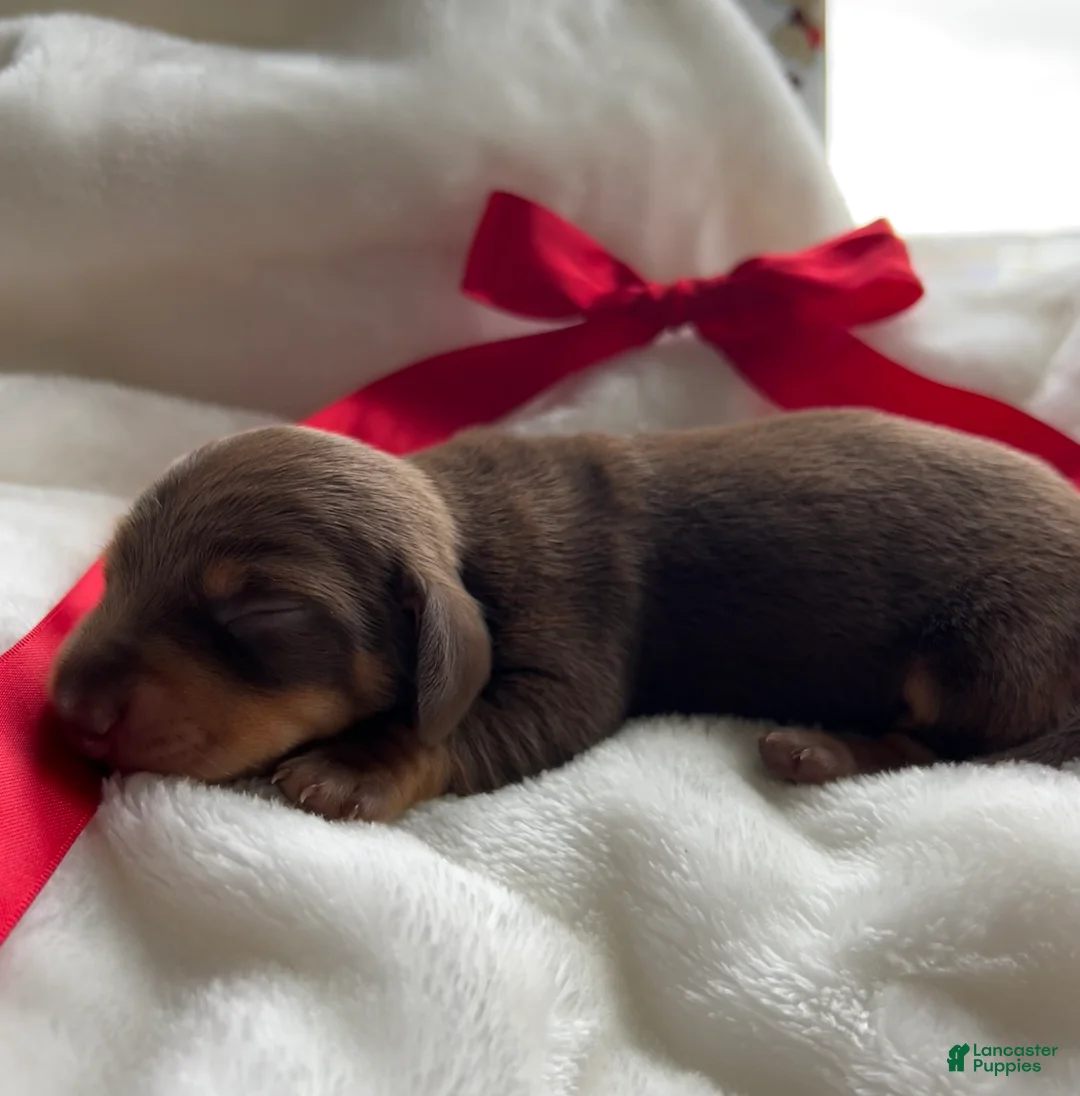 Miniature Dachshund dogs for sale: Oscar - Ad 14