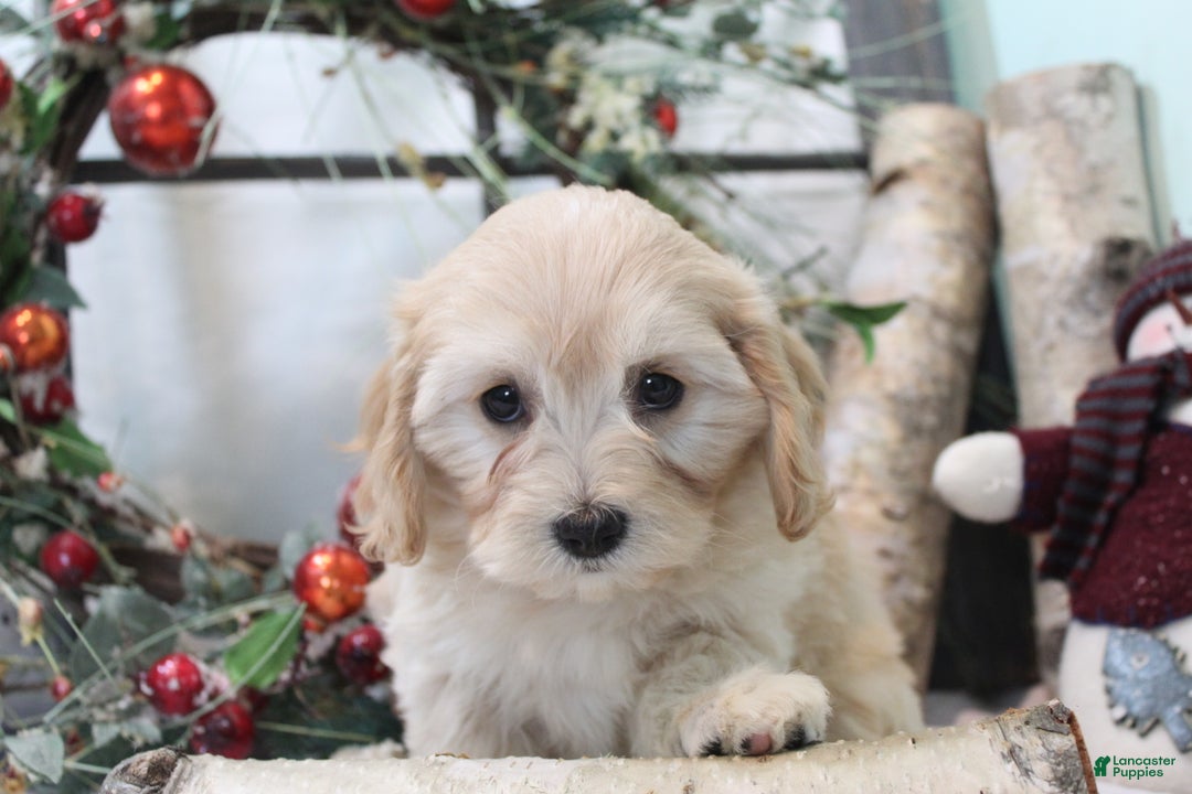 Cavachon dogs for sale: Ruby - Ad 2