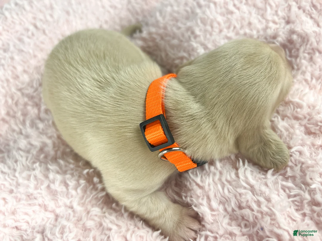 Miniature Dachshund dogs for sale: Cheddar - Ad 2