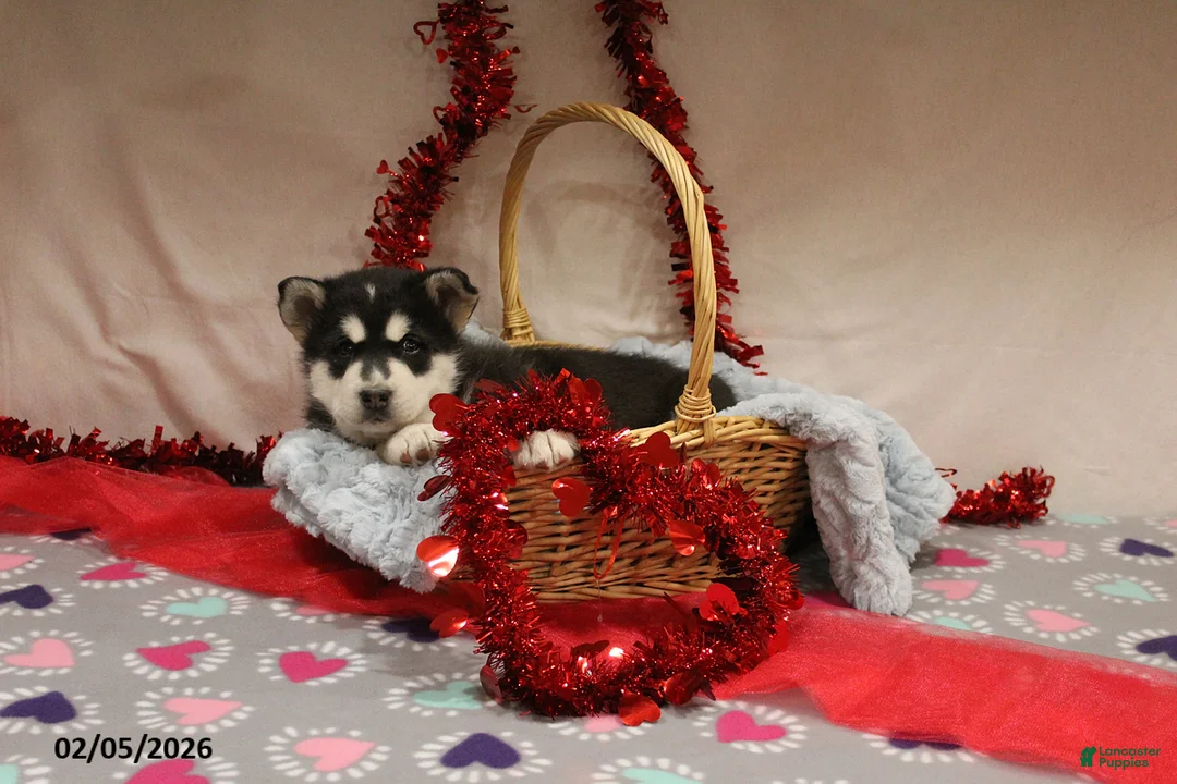 Alaskan Malamute dogs for sale: Bear - Ad 1