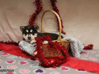 Alaskan Malamute dogs Bear - Ad 5