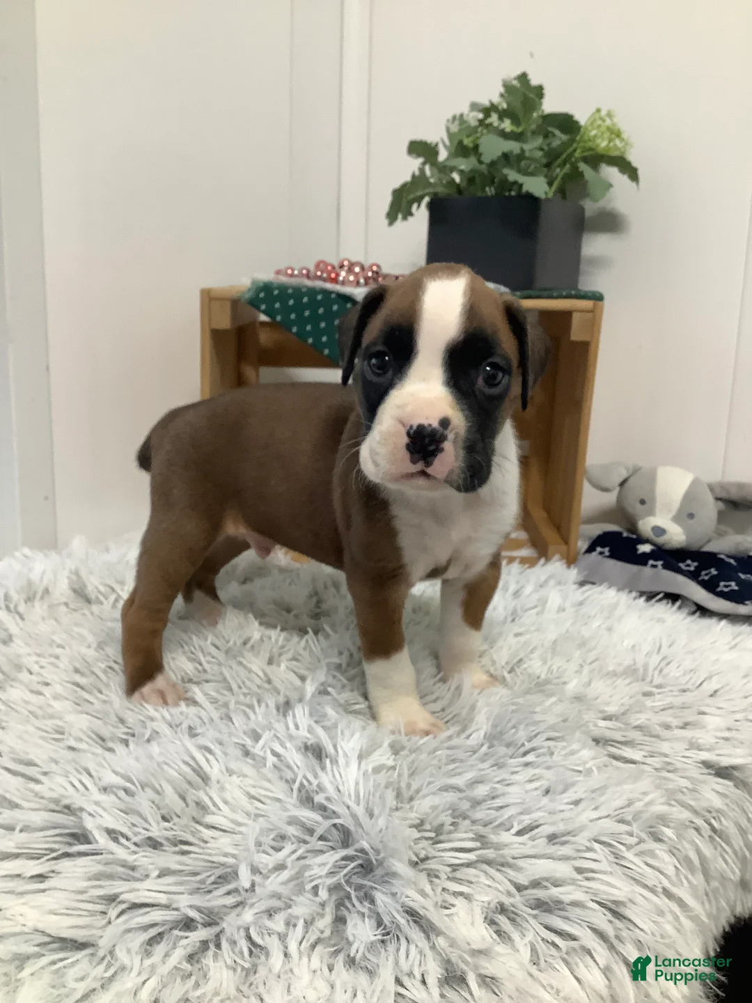 Boxer dogs for sale:  Hank Puppy 1 - Ad 1