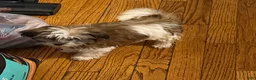 Malshi dogs for sale: Bella - Ad 5