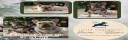 French Bulldog dogs for stud: Pecan stud - Ad 3