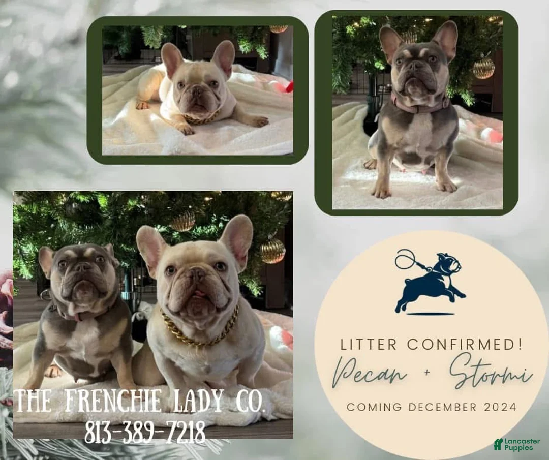 French Bulldog dogs for stud: Pecan stud - Ad 3