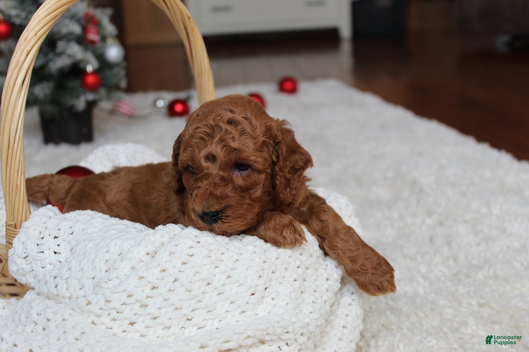 Cavapoochon dogs for sale: Milo - Ad 2