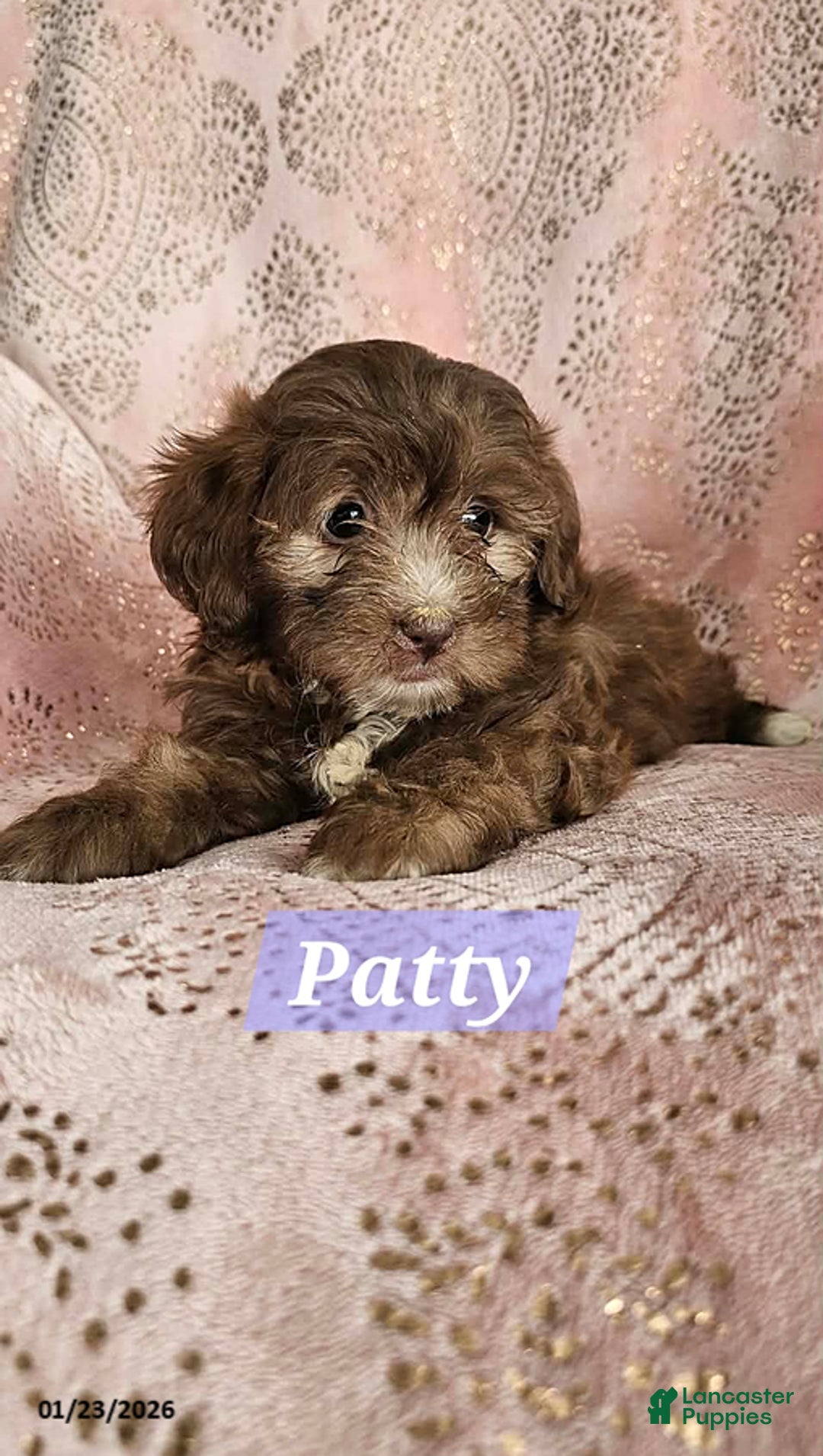 Shihpoo dogs for sale: Patty - Ad 3