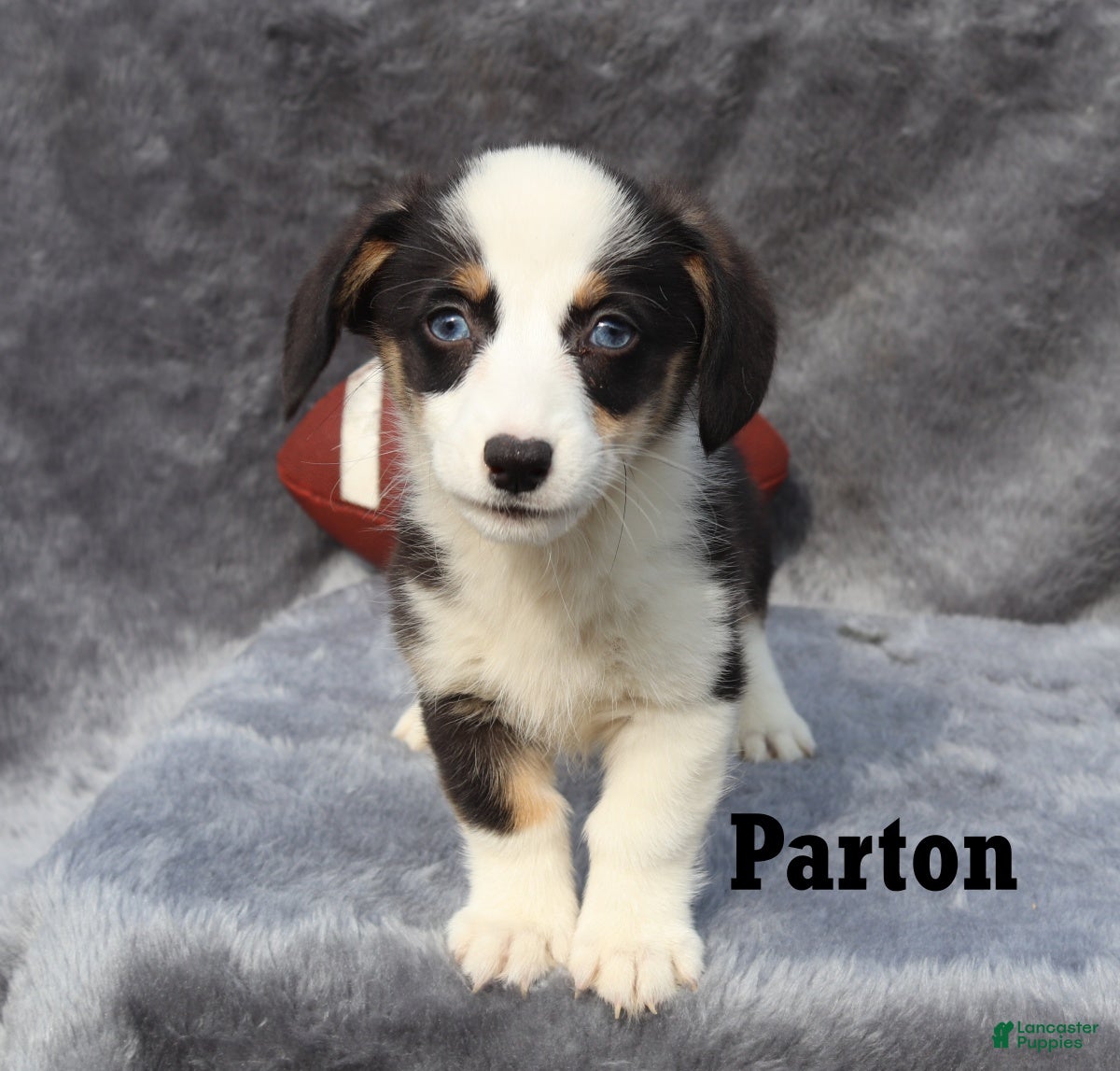 Welsh Corgi Pembroke dogs Parton - Ad 1