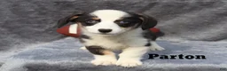 Welsh Corgi Pembroke dogs for sale: Parton - Ad 1