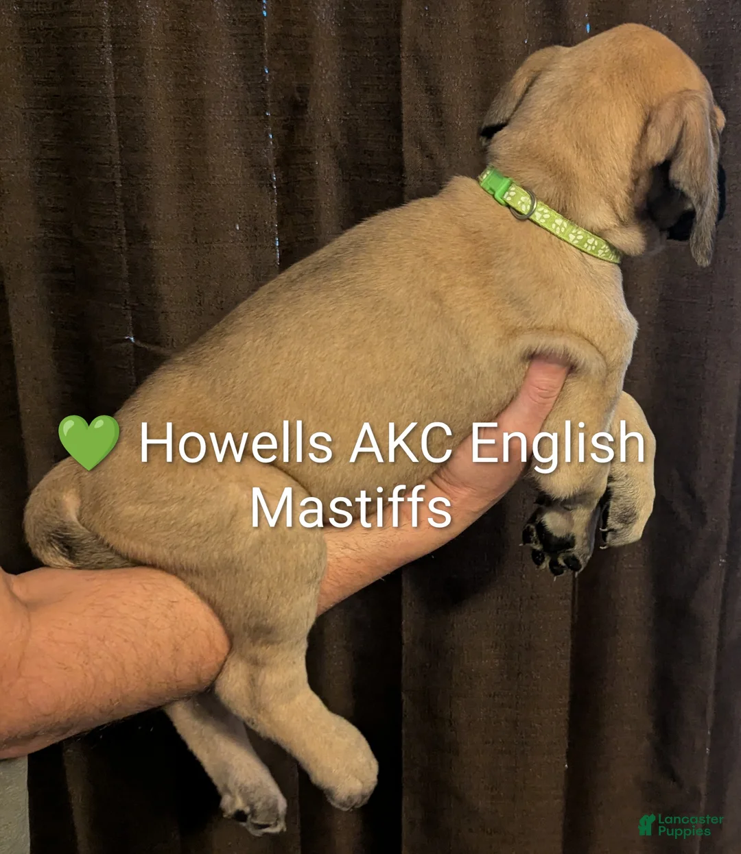 English Mastiff dogs for sale: English Mastiff Puppy lime green  - Ad 1