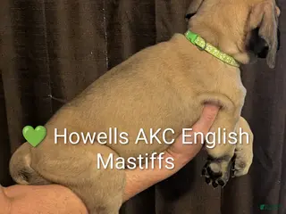 English Mastiff dogs English Mastiff Puppy lime green - Ad 22