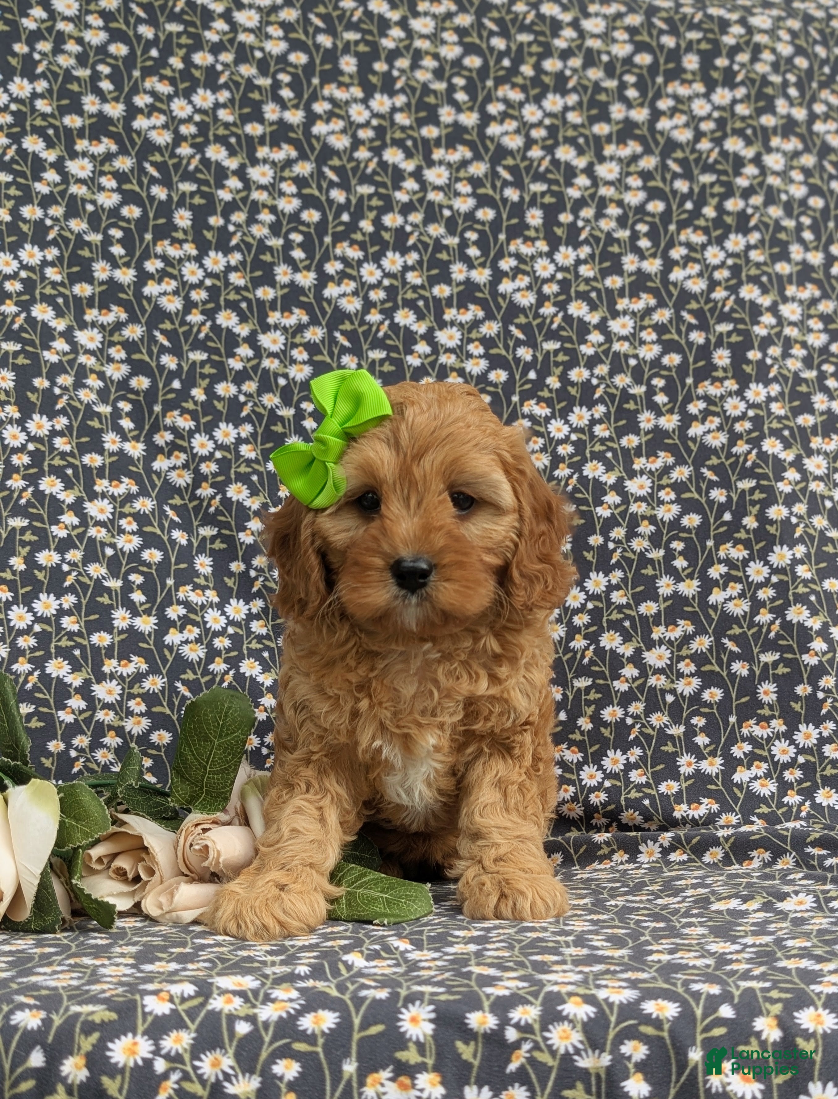 Cavapoo dogs for sale: Camryn - Ad 3
