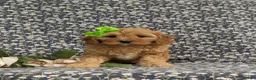 Cavapoo dogs for sale: Camryn - Ad 1