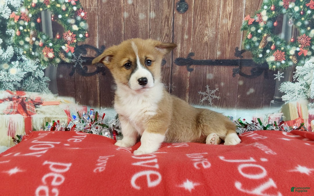 Welsh Corgi Pembroke dogs for sale: Welsh Corgi Pembroke Puppy 3 - Ad 6
