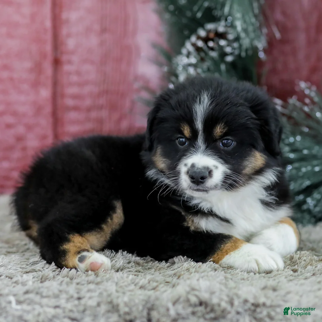 Miniature Australian Shepherd dogs for sale: Chloe - Ad 3