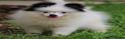Pomsky dogs for sale: Tilly  - Ad 8