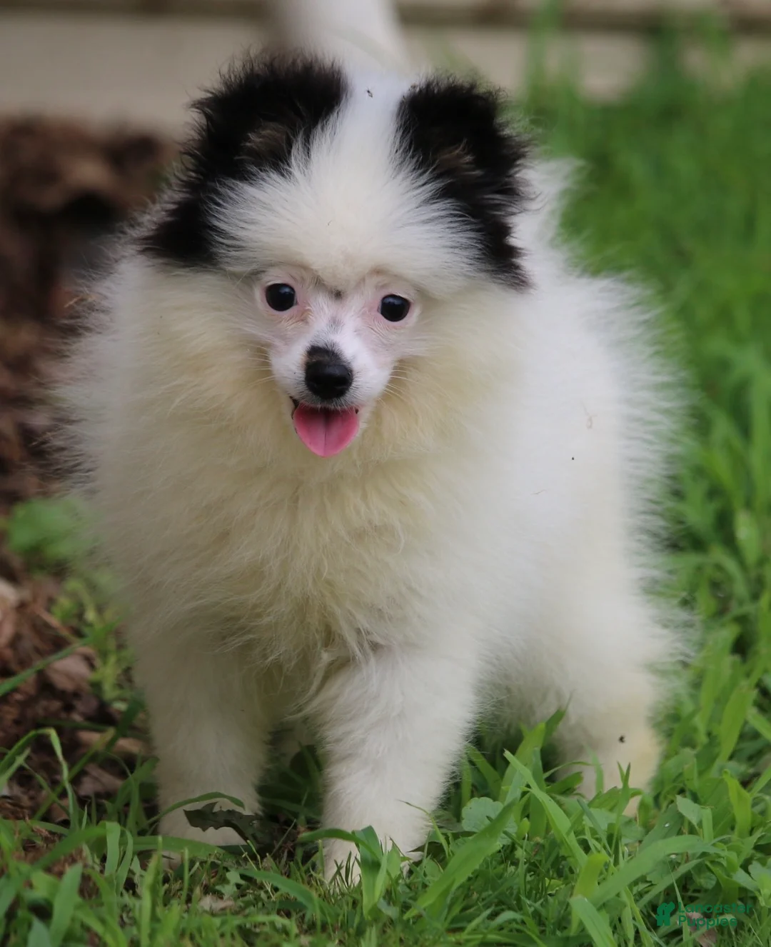 Pomsky dogs for sale: Tilly  - Ad 8