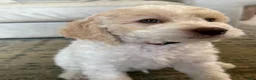 Mini Goldendoodle dogs for sale: Hercules - Ad 5