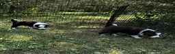 Border Collie dogs for sale: Brodie - Ad 4