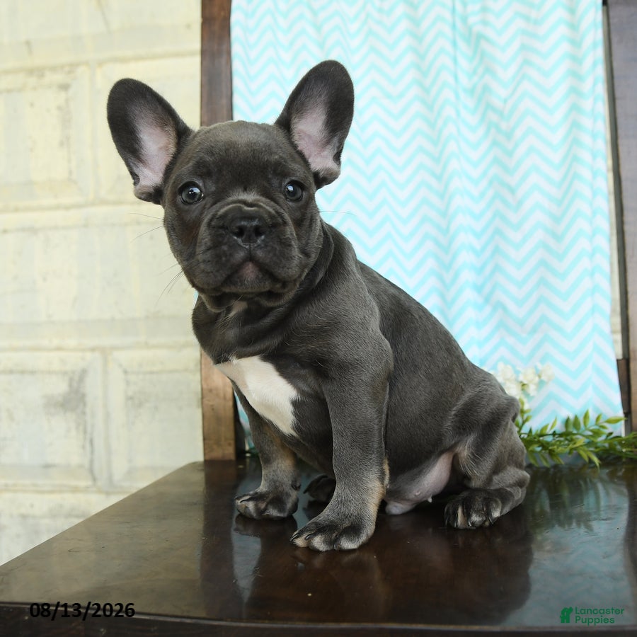 French Bulldog dogs Logan - Ad 2