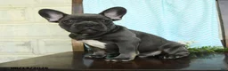 French Bulldog dogs for sale: Logan - Ad 2