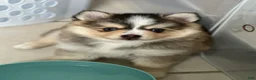 Pomsky dogs for sale: Axel - Ad 3