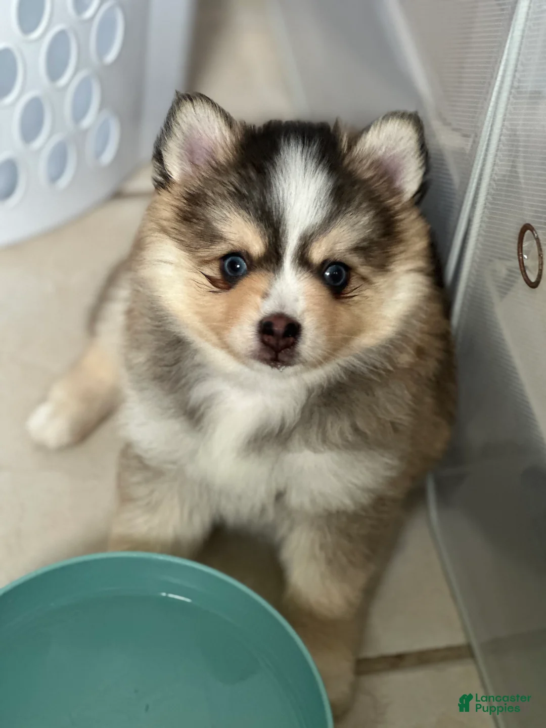 Pomsky dogs for sale: Axel - Ad 3