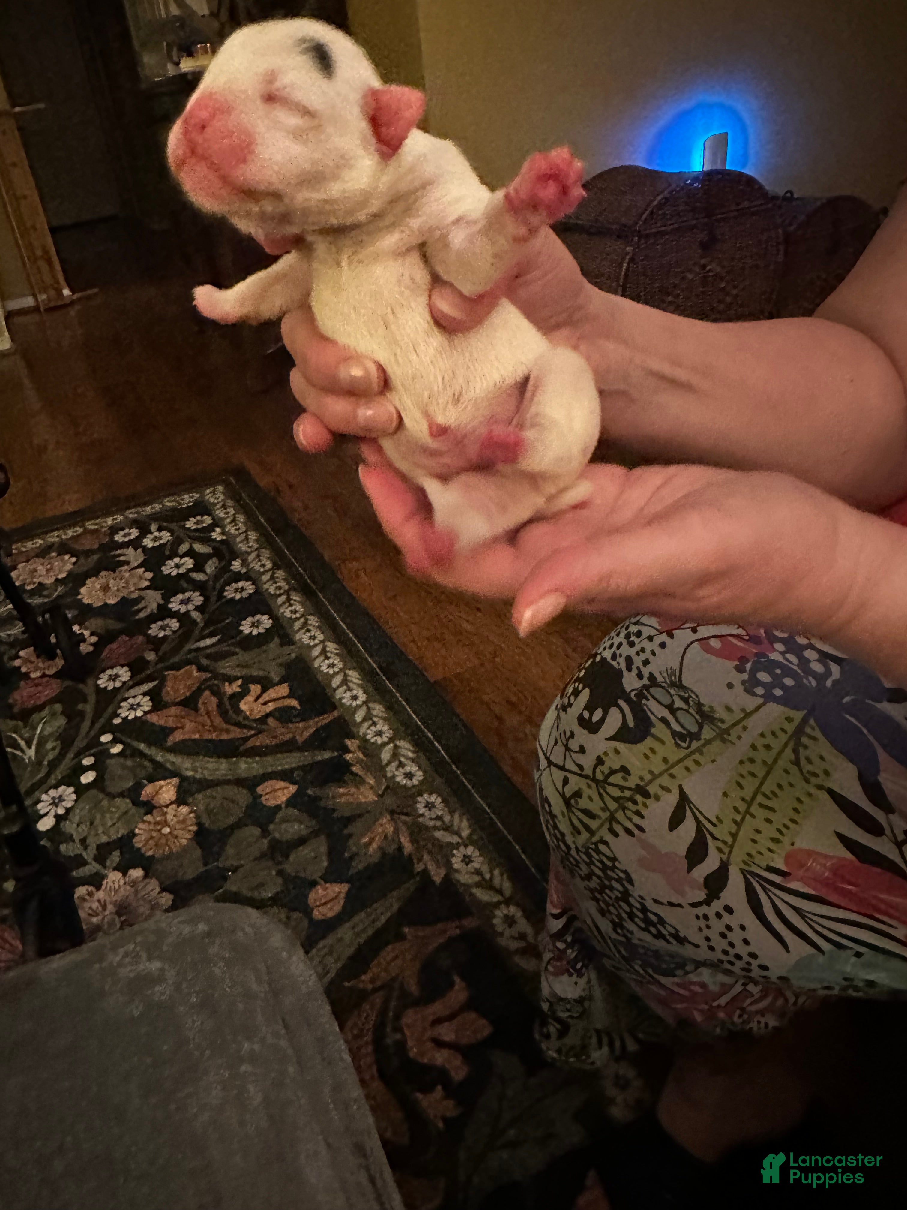 Mixed Breed dogs Mixed Breed Puppy 10 - Ad 41