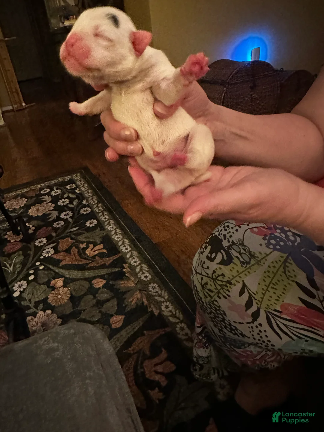 Mixed Breed dogs for sale: Mixed Breed Puppy 10 - Ad 1