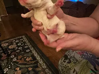 Mixed Breed dogs Mixed Breed Puppy 10 - Ad 41