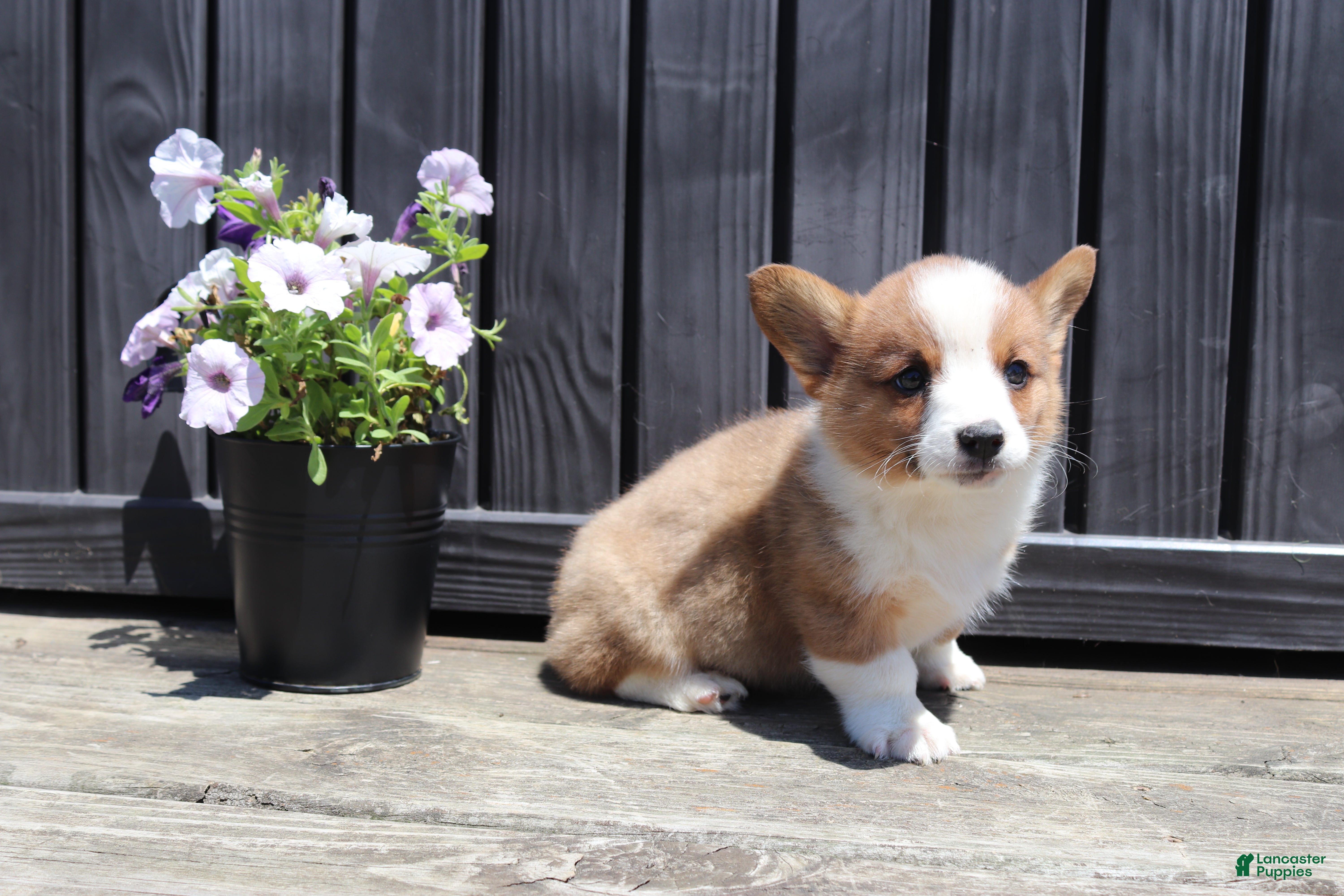 Welsh Corgi Pembroke dogs Tucker - Ad 1