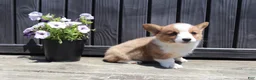 Welsh Corgi Pembroke dogs for sale: Tucker - Ad 4