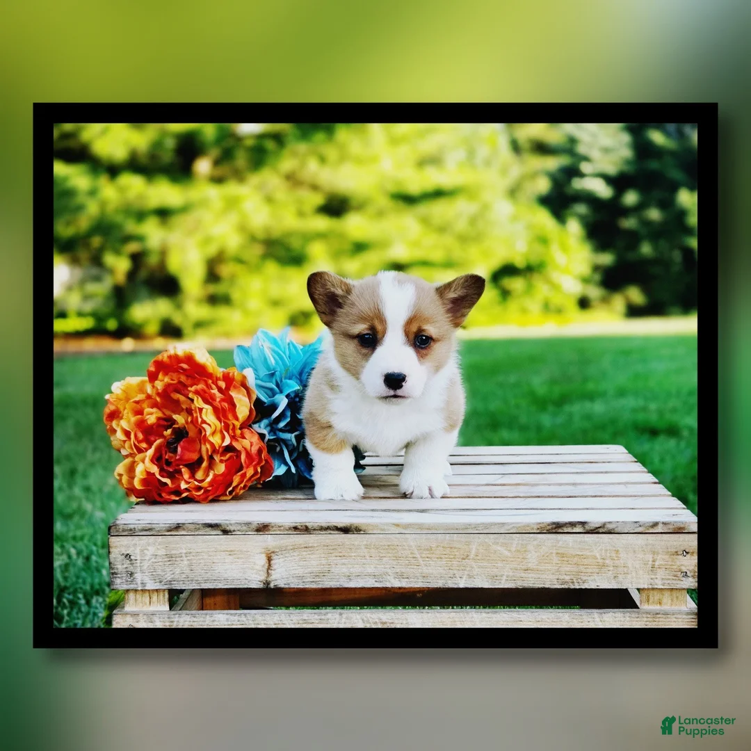 Welsh Corgi Pembroke dogs for sale: Sandy - Ad 1
