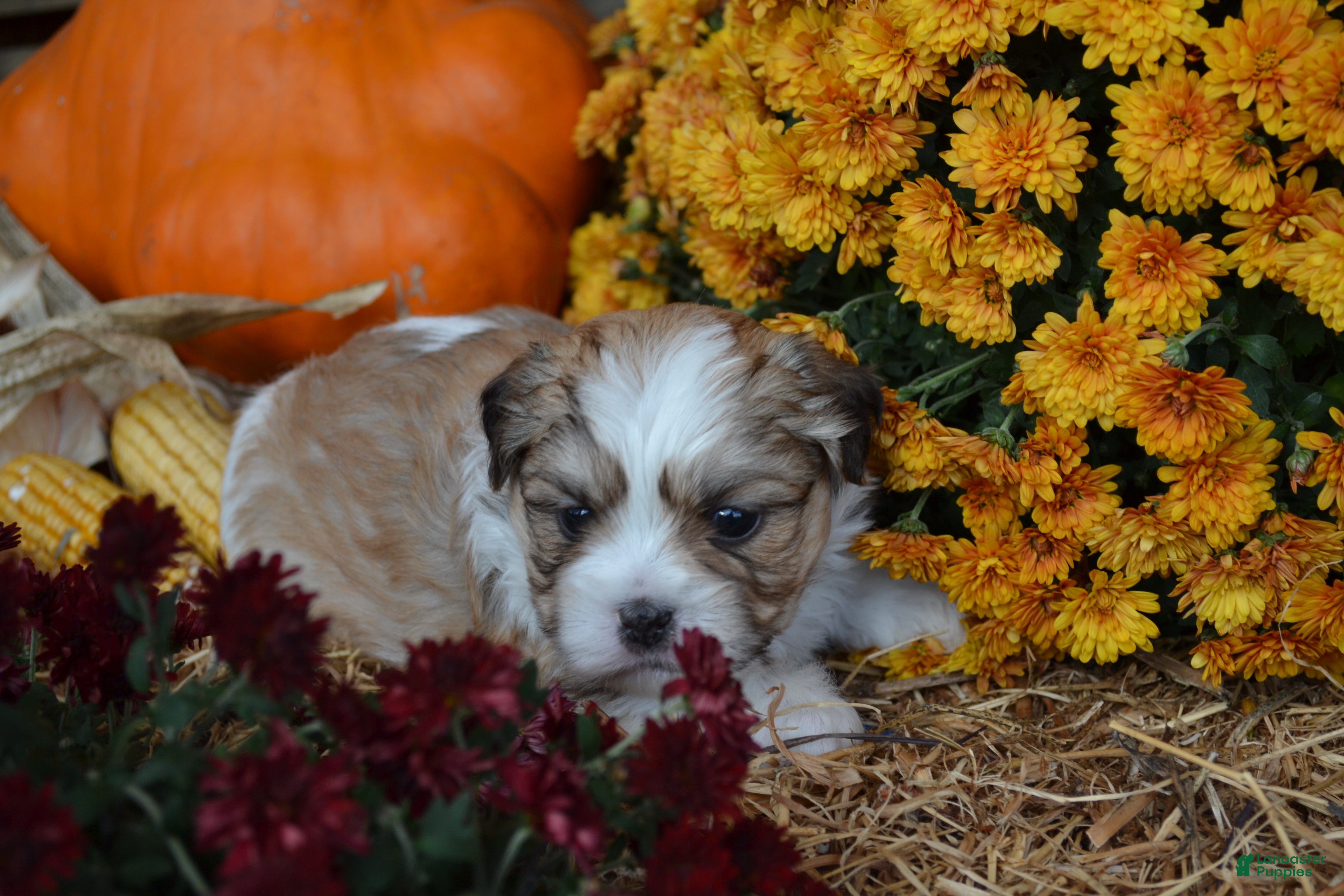 Malshi dogs for sale: Sevin - Ad 2