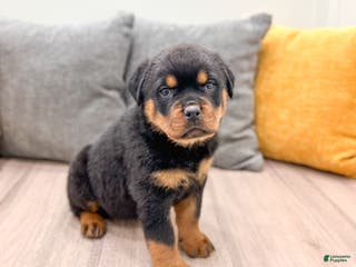 Rottweiler dogs Basil - Ad 40